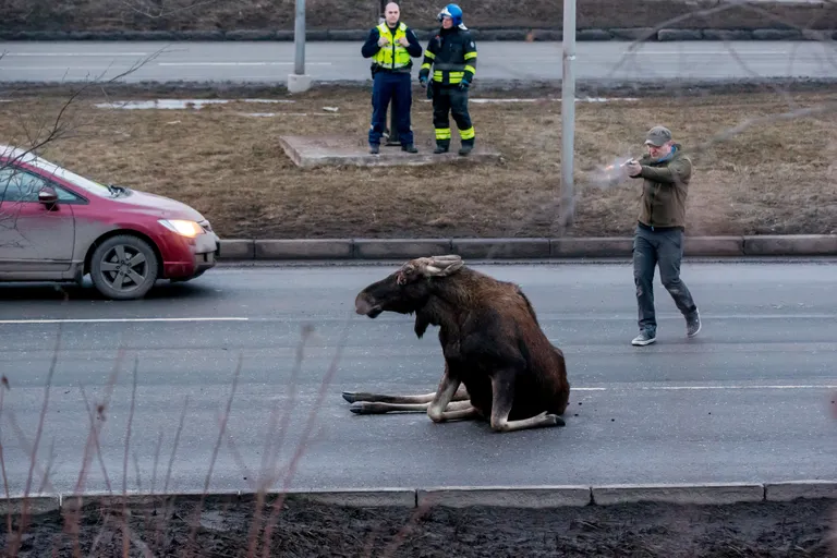 Metsa- ja linnaasukate traagiline kohtumine. 16. veebruari õhtupoolikul juhtus liiklusõnnetus Tallinnas Lasnamäel Laagna teel, kus sõiduauto põrkas kokku põdraga. Juht sai kergemaid vigastusi, linna eksinud loom hukati. Valglinnastumisega kaasneb sageli, et metsloomad satuvad linnakeskkonda. Samuti on probleemiks, et Eesti politsei ei tohi teha vigastatud loomadele halastuslasku vaid peavad selleks välja kutsuma sertifikaadiga jahimehe.