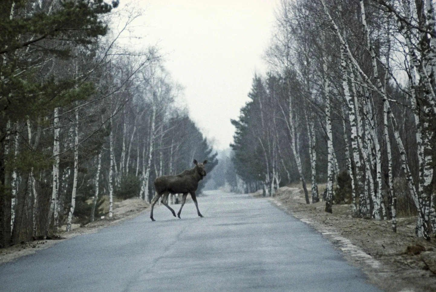Põder
