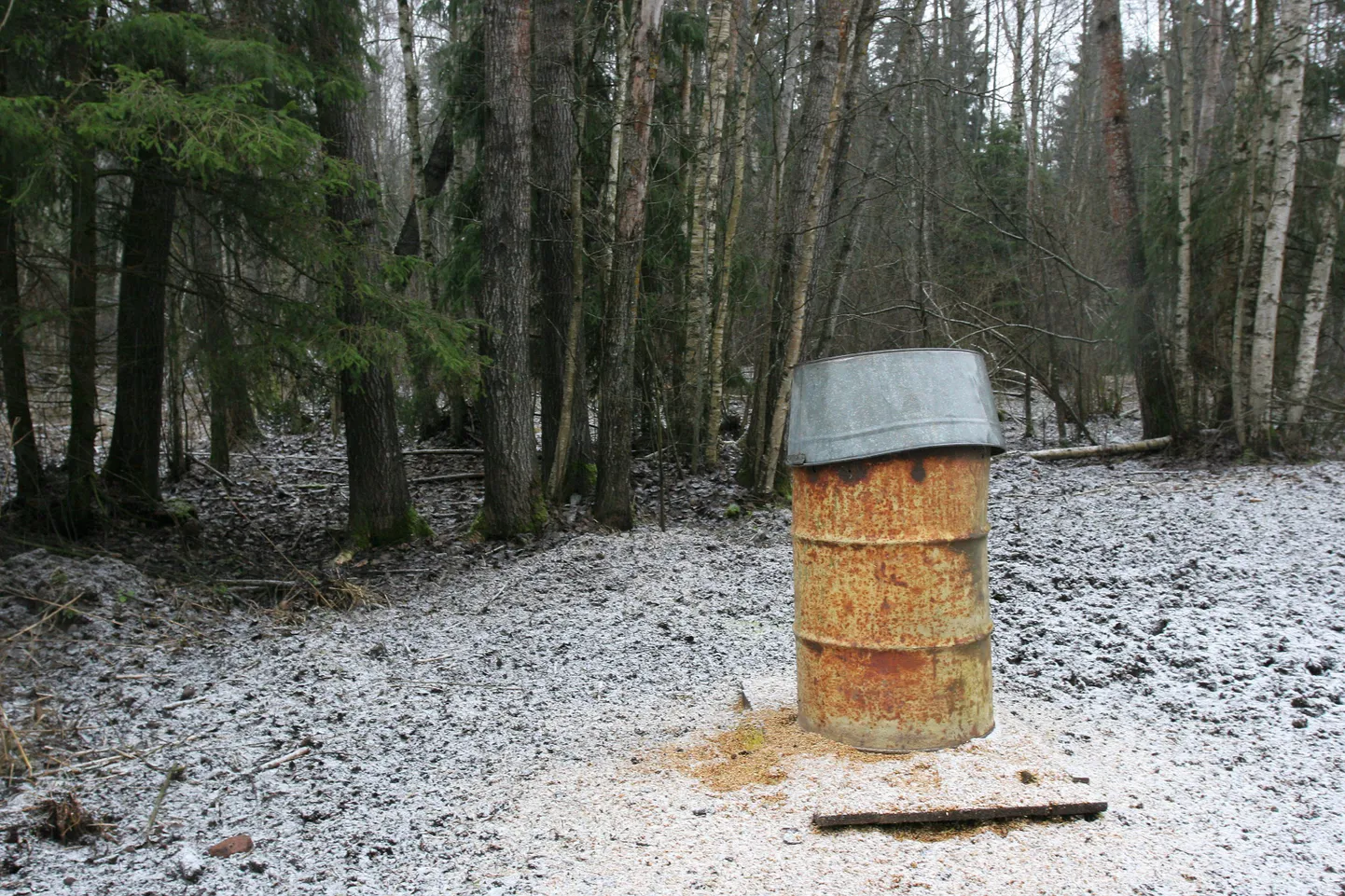 Pildil  söödakoht metsloomadele