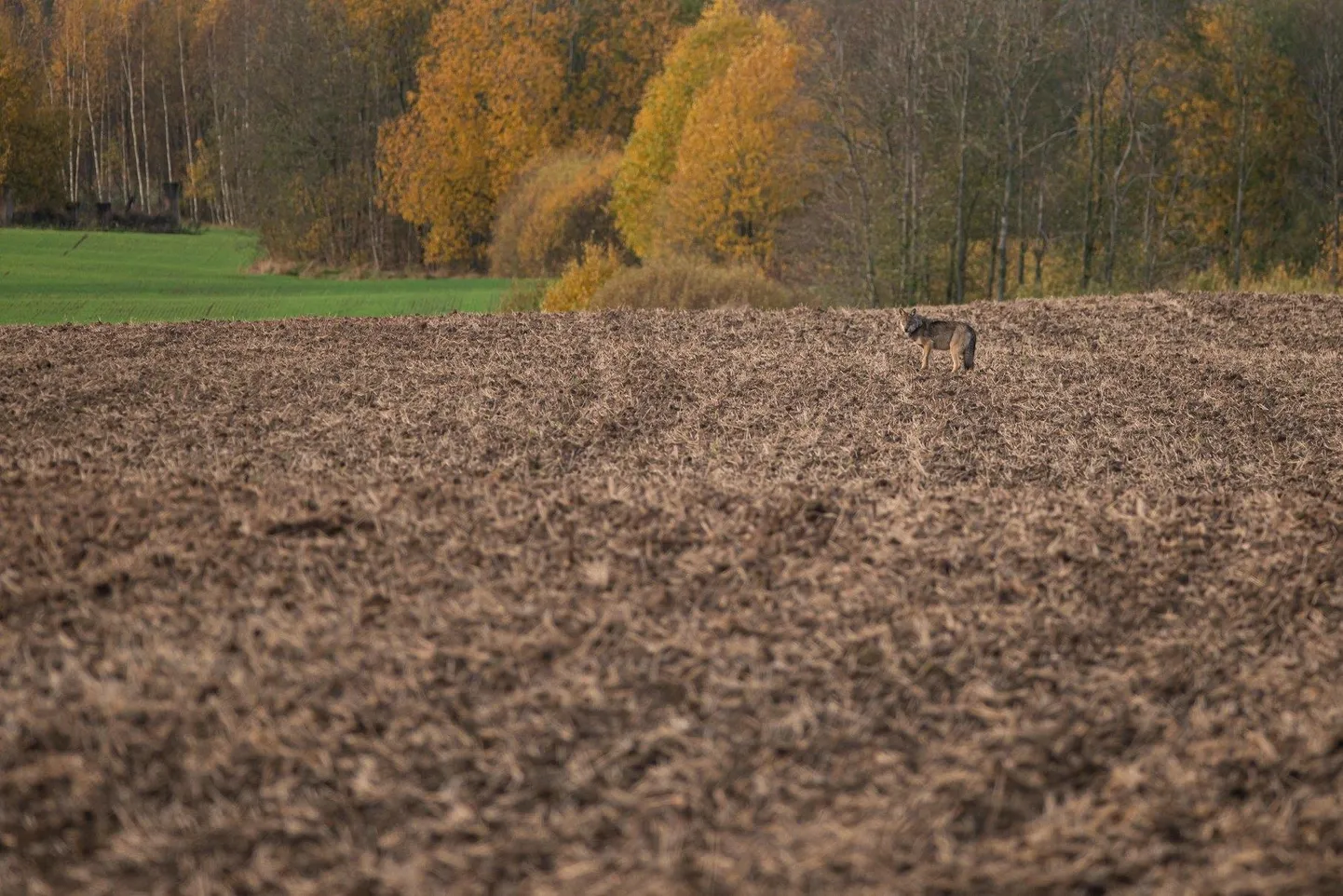 Noor fotograaf Jan Fred Joab sai Kobela lähistel luusinud hundi pildile.