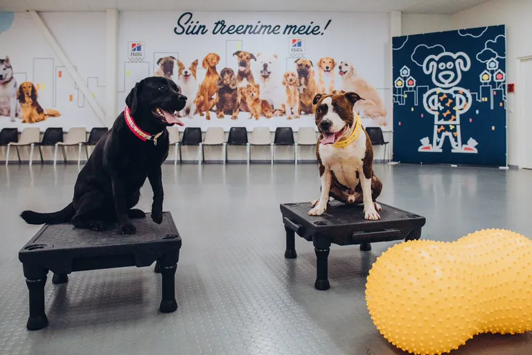 Artikli foto