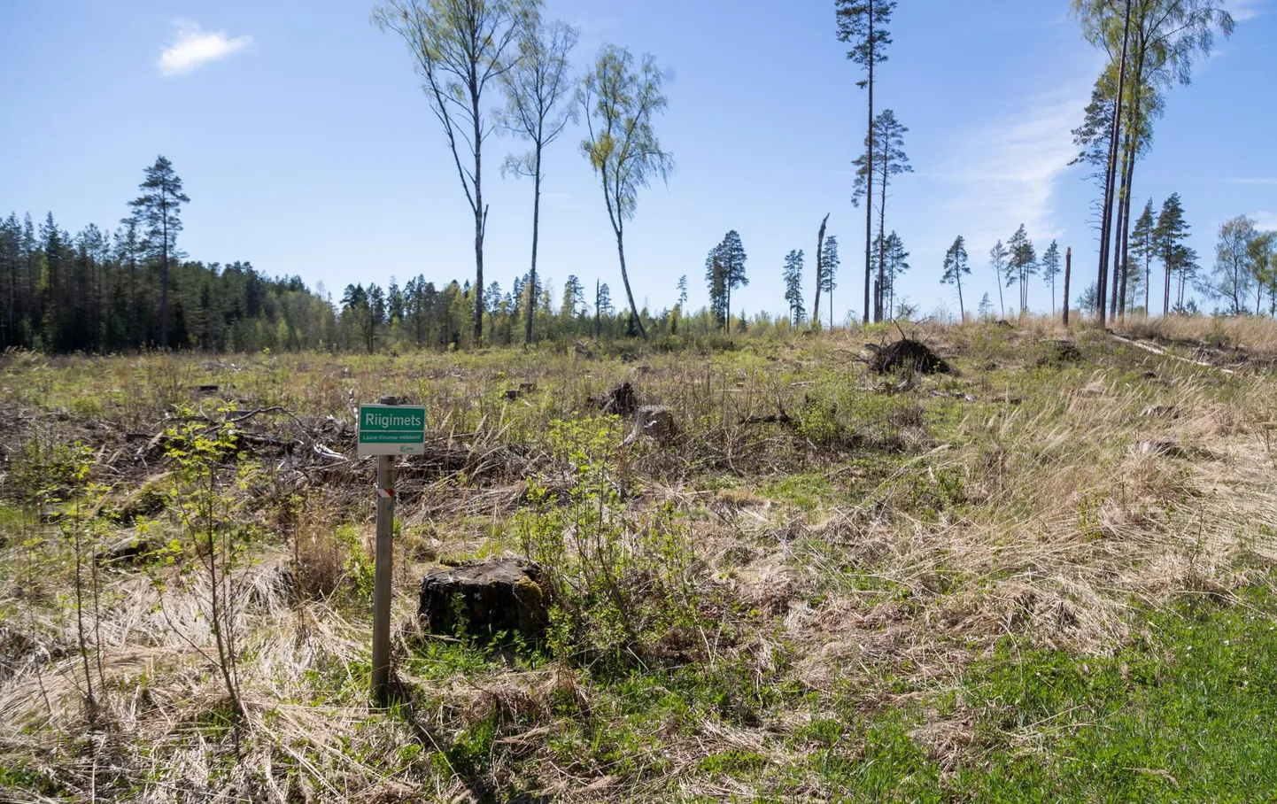 Kodanikuühendus Eesti Metsa Abiks ehk EMA seisab arutu lageraie vastu.