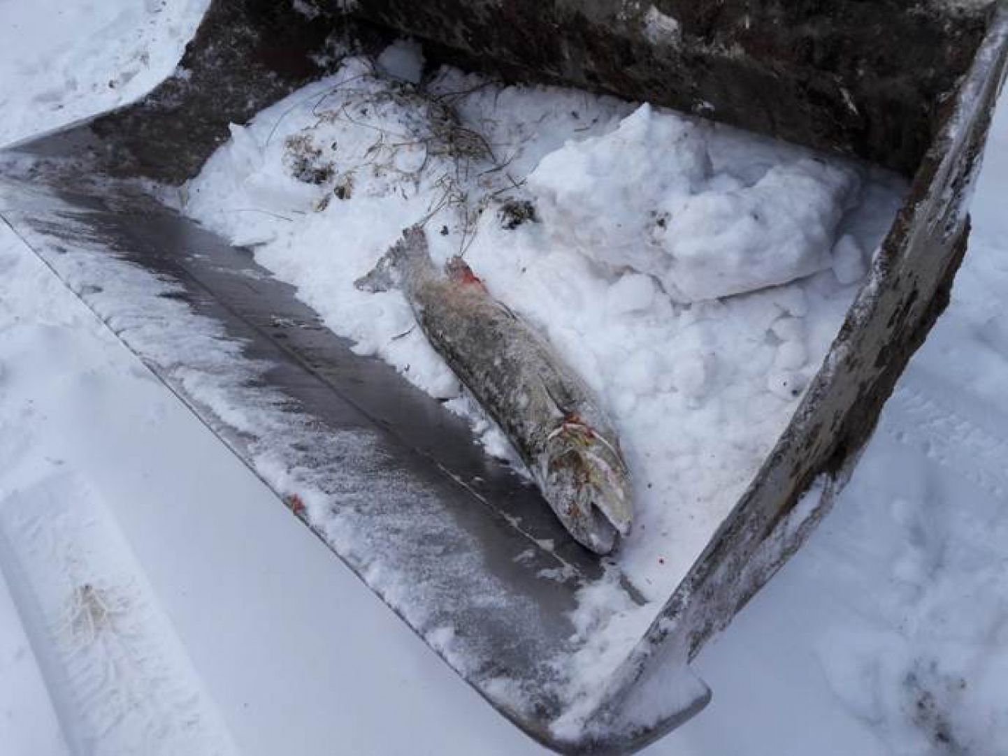 Töömehe poolt Pärnu jõest leitud 8-kilone lõhe, mis Sindis paisu juures väliujula süvendustööde käigus välja tõsteti.