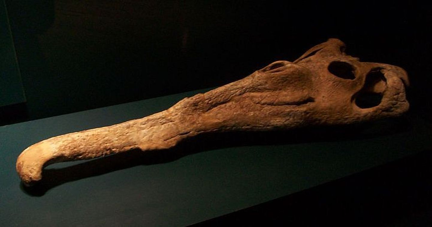 Texasest leiti 200 miljoni aastaste «sookollide» jäänused