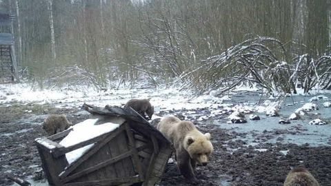 В Тартумаа медведи знатно порезвились у кормушки для диких животных