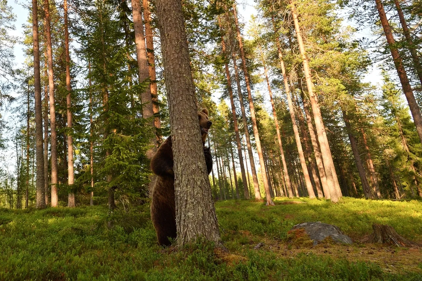 Pilt on illustreeriva tähendusega.