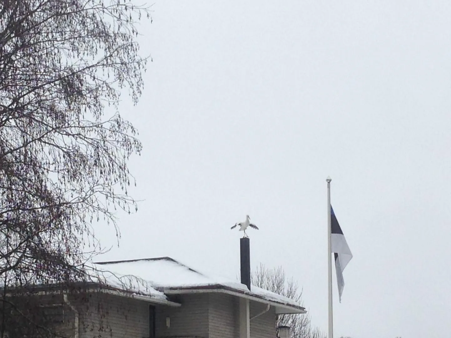 Soolikaoja kurg tähistas Eesti sünnipäeva.