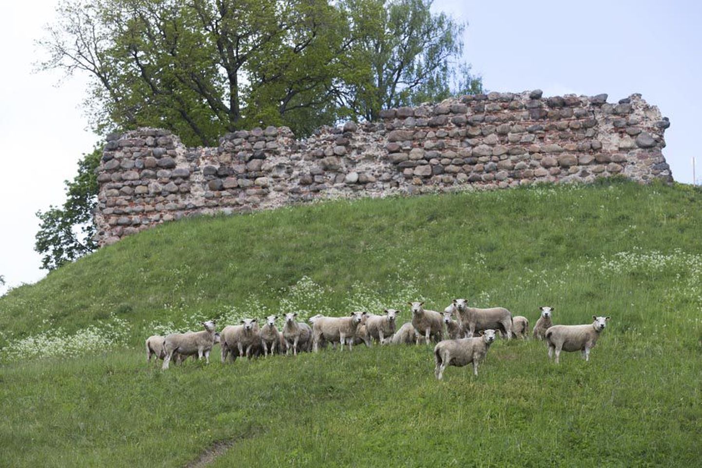Lambad on siin ja lambad on sääl. Lambad jäävad Viljandi lossimägede nõlvadele kogu suveks. Kõige parem on neid uudistada Kirsimäelt, Kaevumäelt ja Ranna puiesteelt.