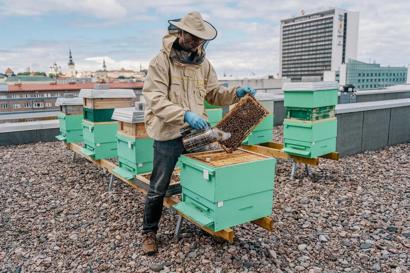 LHV kasvatab edukalt kasumit ja panga katusel ka mesilasi.
 