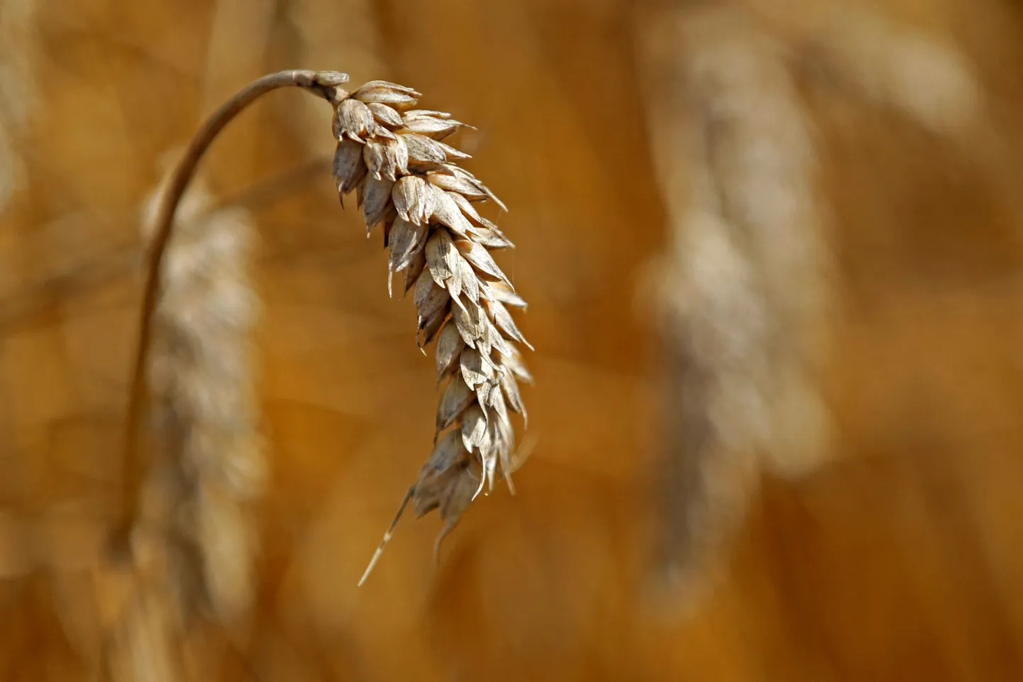 Ukraina viljahoidlates praegu umbes 20 miljonit tonni nisu (pildil), mida oleks vaja kiiremas korras eksportida.