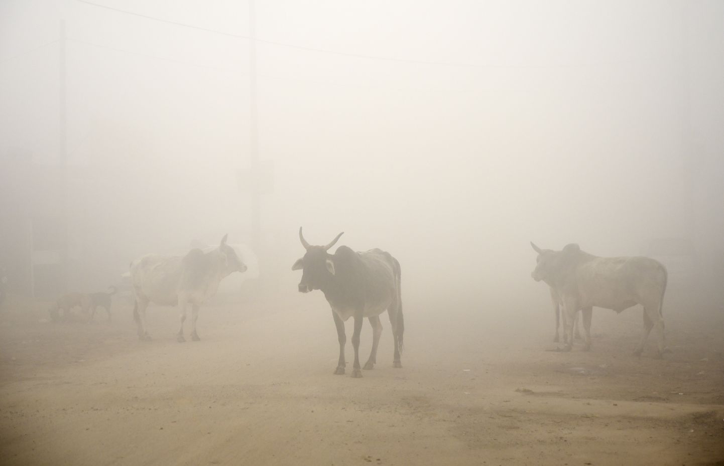 Lehmad New Delhi hommikuses sudus.