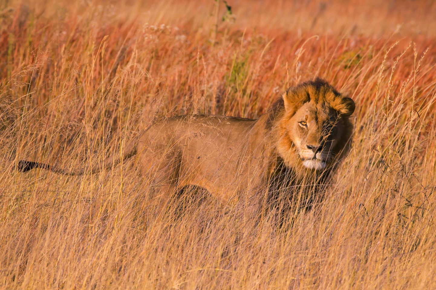 Botswana lõvi.