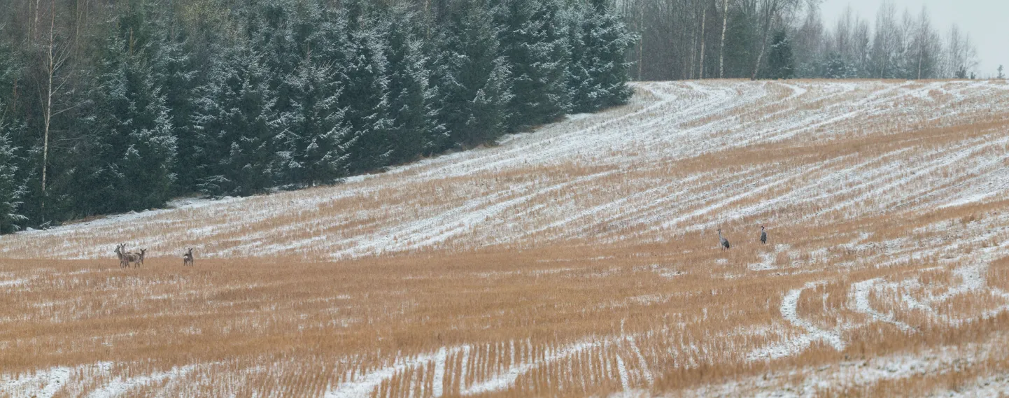 Kolm metskitse ja sokk tundsid end huikavate sookurgede kõrval häirimatult. Kahtlust ja pelgust külvas hoopiski eemal teel autoga peatunud piltnik.