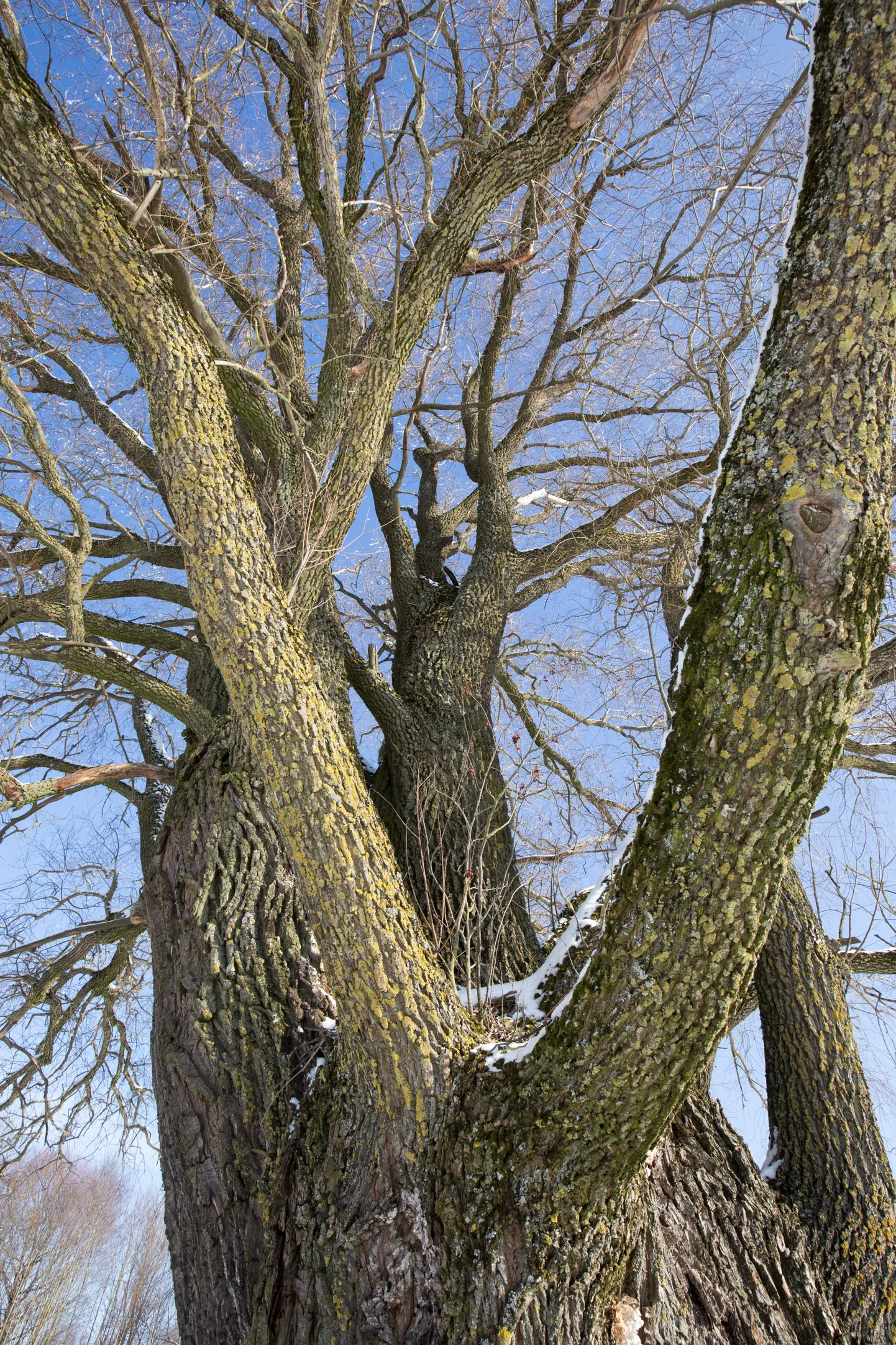 Viljandi piiril Tartu maantee ääres jäi arborist Piia Kivisillale silma mitu jämedat vana hõbepaju ehk remmelgat. Fotol oleva puu ümbermõõt on 715 sentimeetrit.