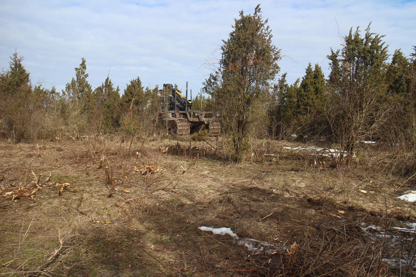 Viru-Nigula vallas Kalikülas on mitu päeva toimetanud metsatehnikamasin, mis võtab kadakaid maha. Nüüd on kohalikel raietööst mõõt täis.