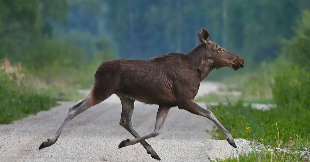 Miks põder autotuledest tulvil maanteele astudes ohtu ei taju? Vastab ...