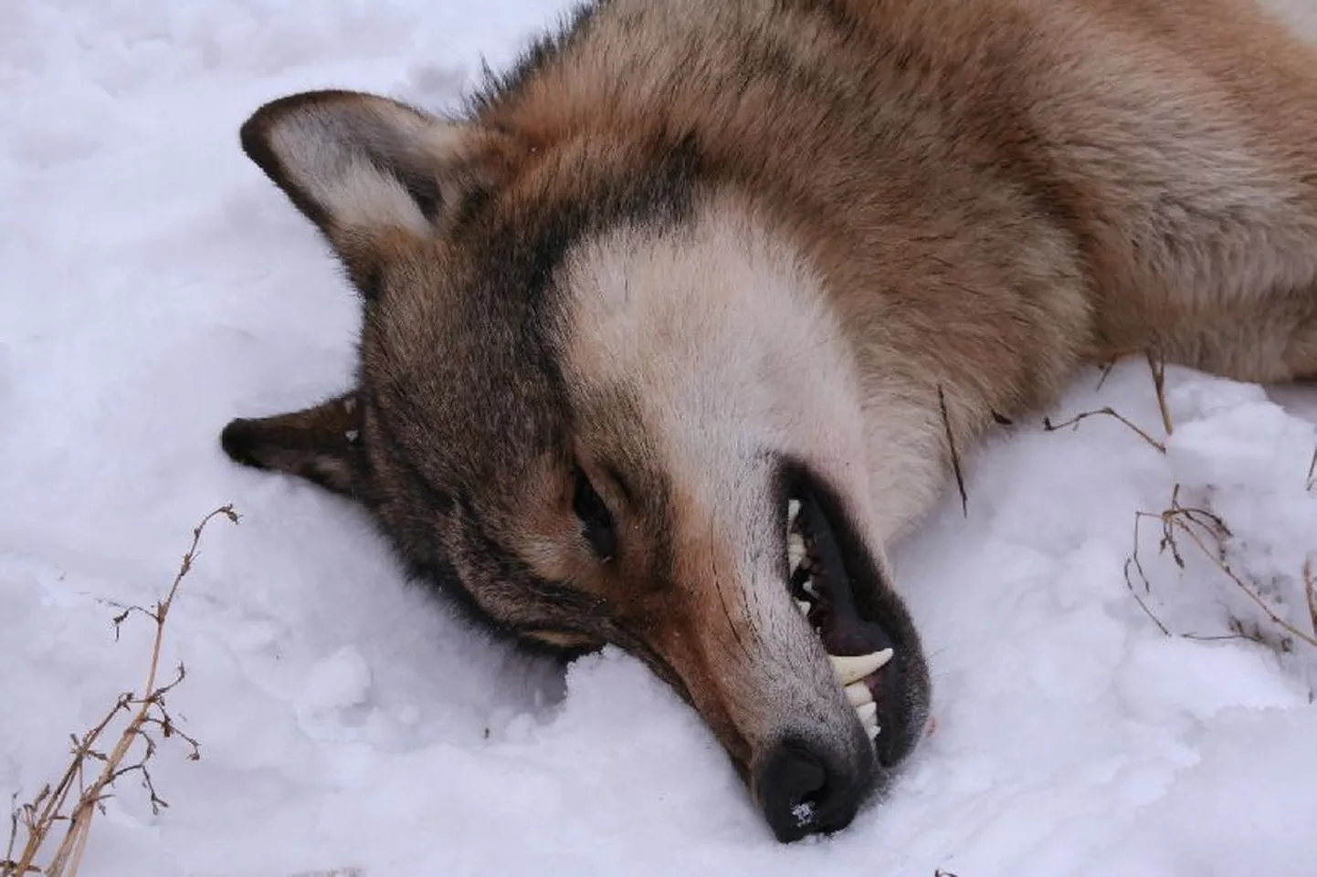 2009. aasta talvel tapsid jahimehed ühe hundikarja mitu liiget. Kui esimesel pildil on puhas hunt, siis teisel pildil olev loom tekitas jahimeestes kahtlusi. Geenianalüüs tõi kinnituse – tegu on huntkoeraga.