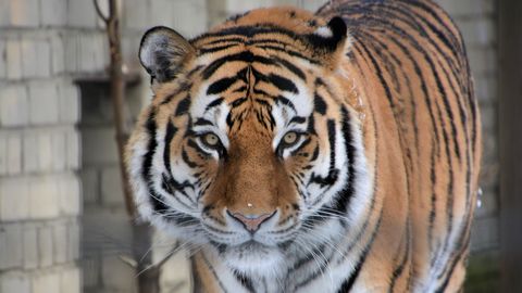 Jääaja keskuse tiigripäeval saab vastuse, kas tiigril on vöödid või triibud