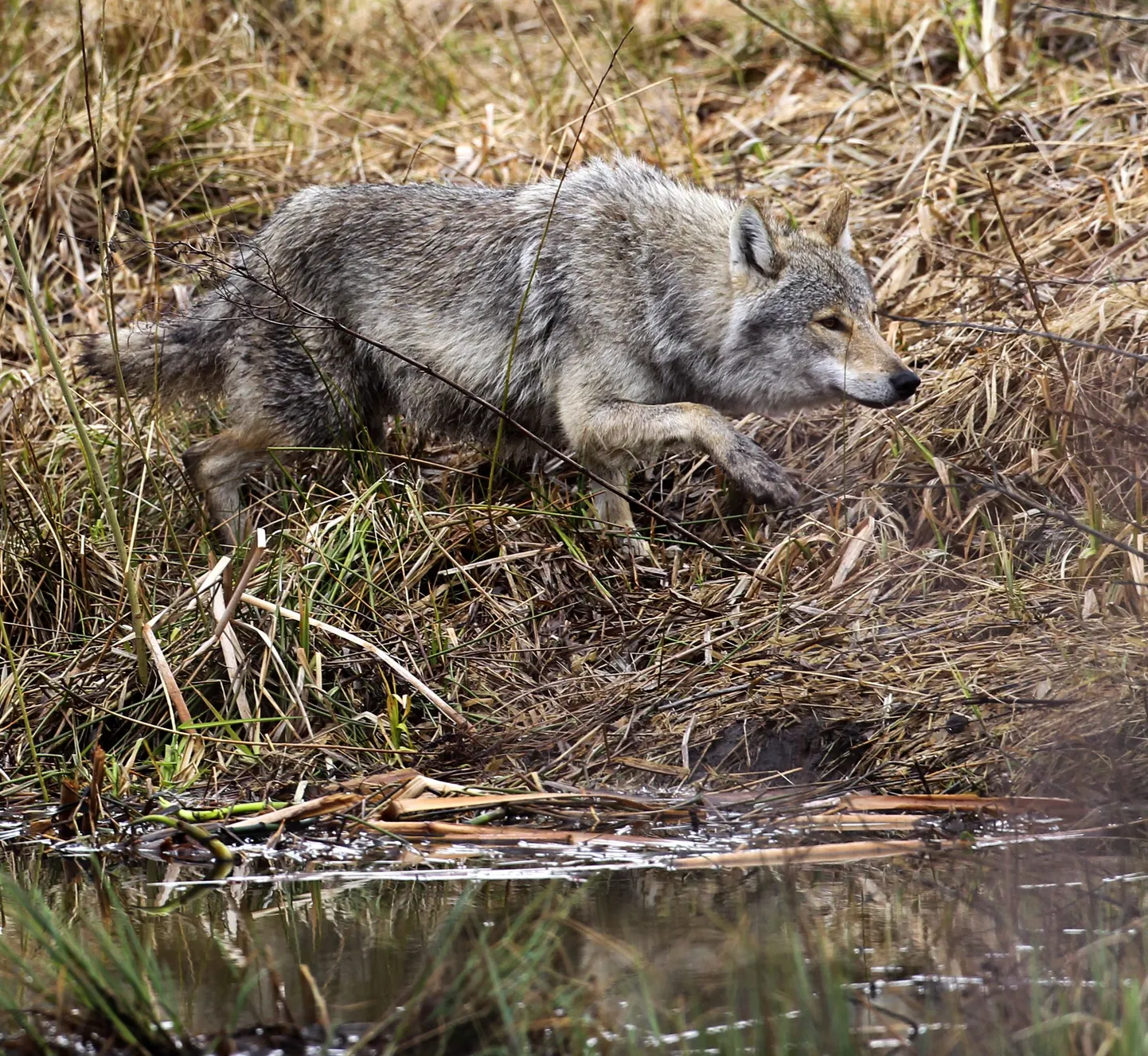 Hunt.