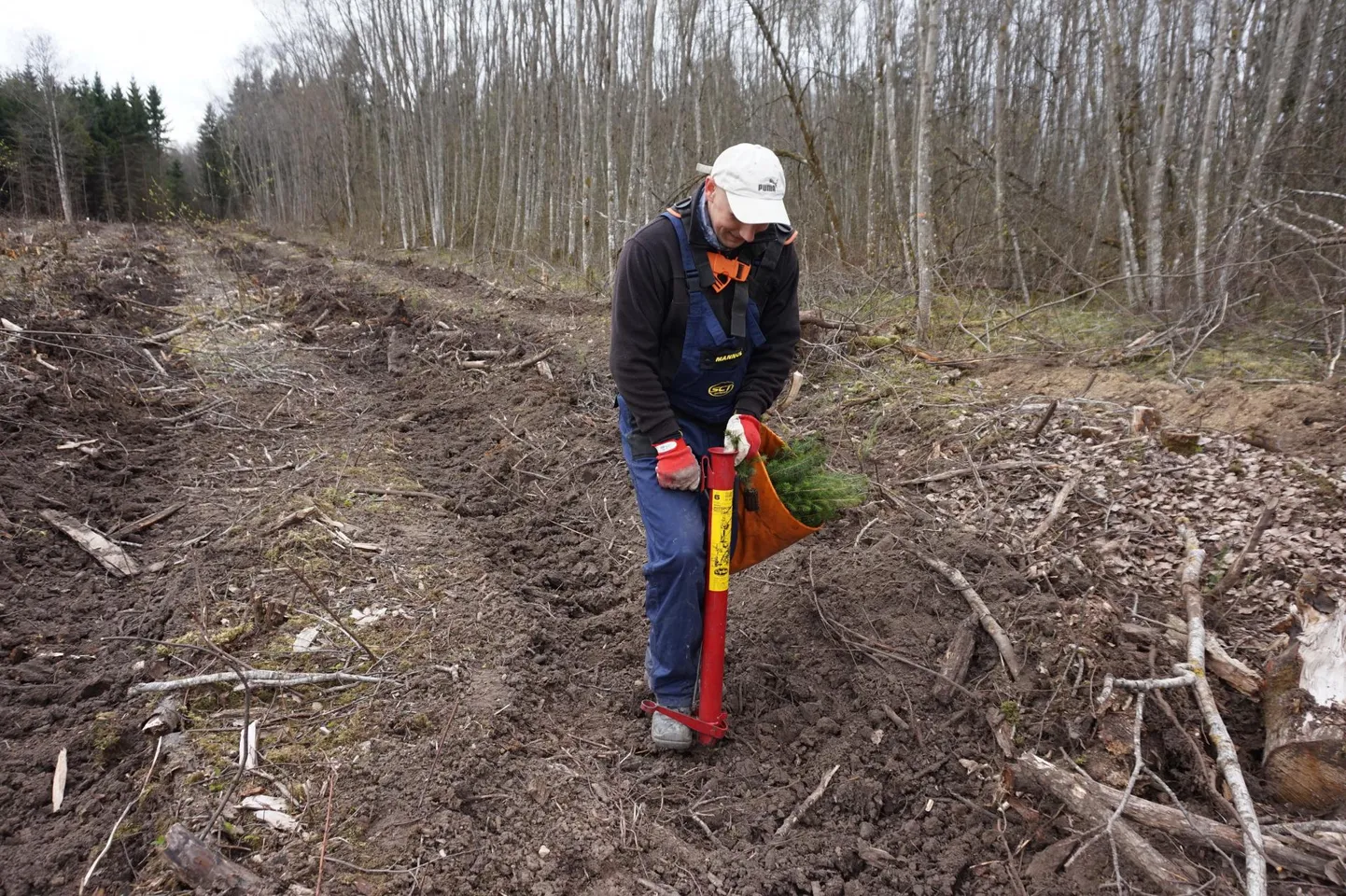 Lääne-Viru­maa Ubja külas asuval raielangil tegi istutust Alvar Ristna, kes muidu on harvesterijuht. Päevas suudab ta istutada ligi tuhat taime.