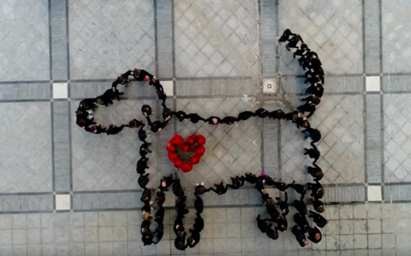 Artikli foto