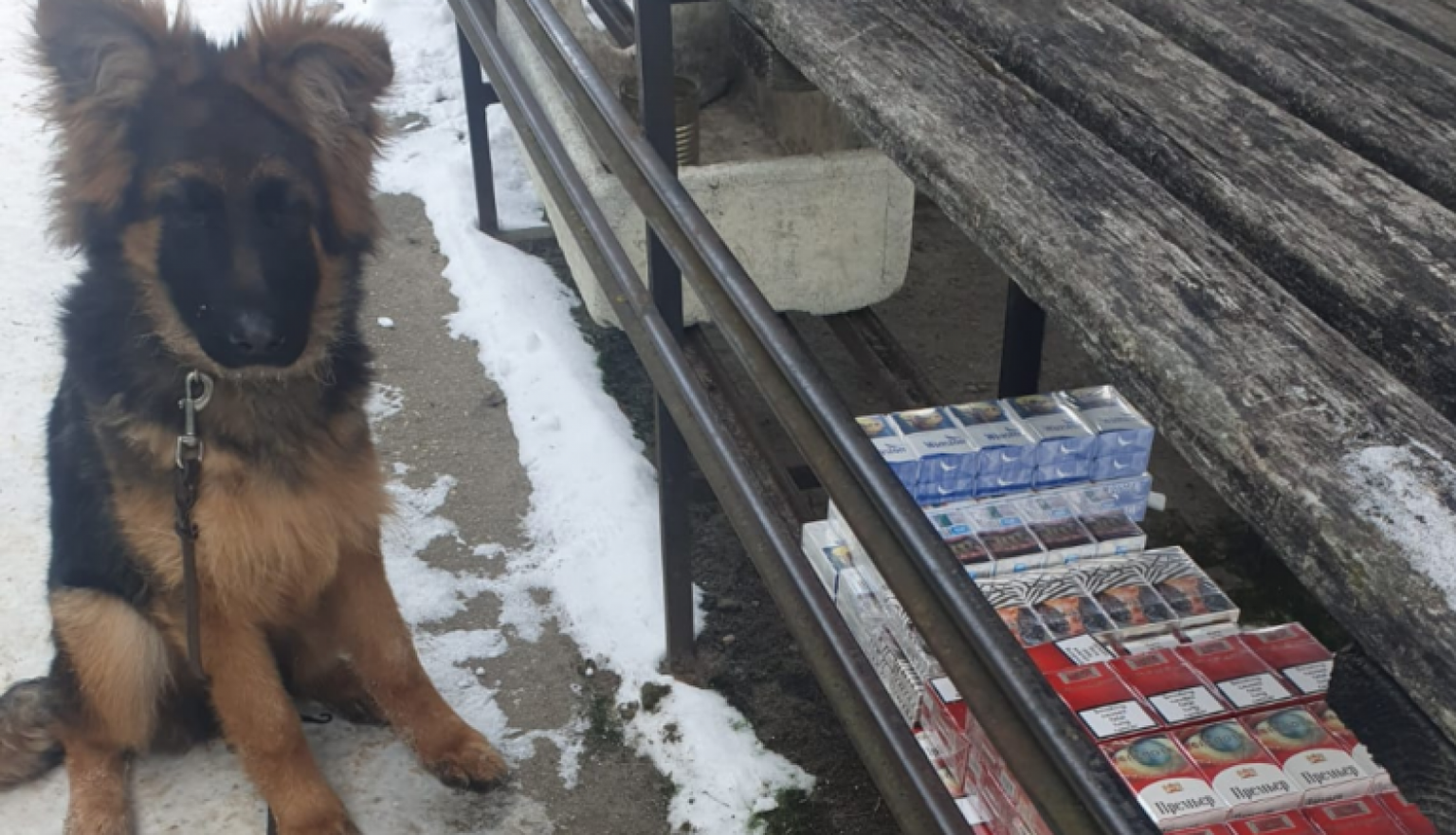 Treniņa laikā Jēkabpilī topošais policijas dienesta suns Apollo Dark atradis nelegālās cigaretes