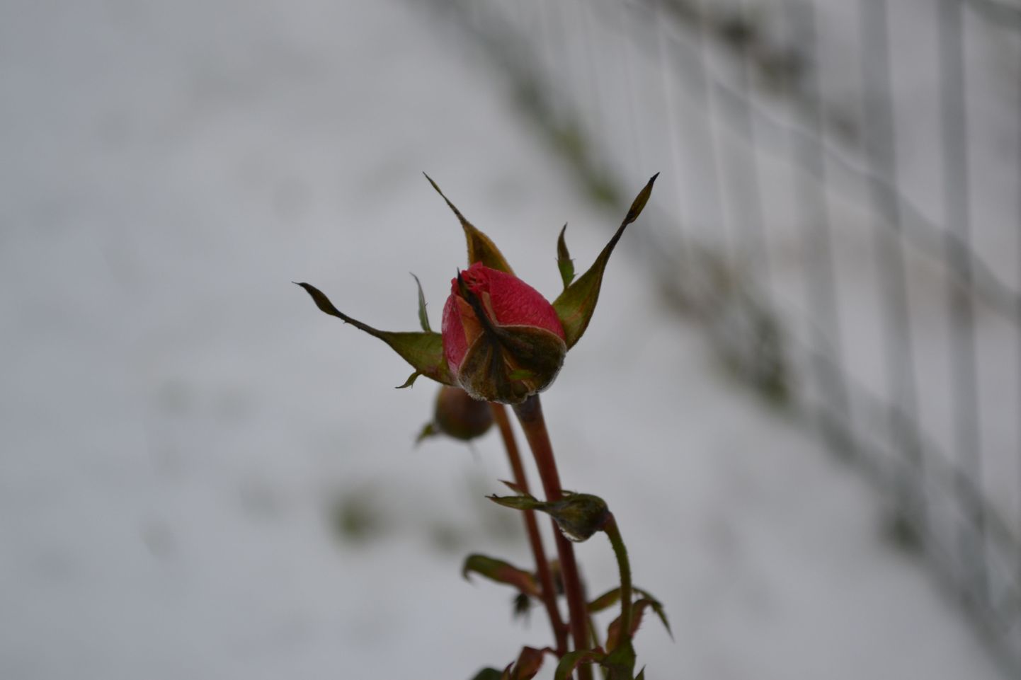 Roos puhkes novembri lõpu lumesajus õide.