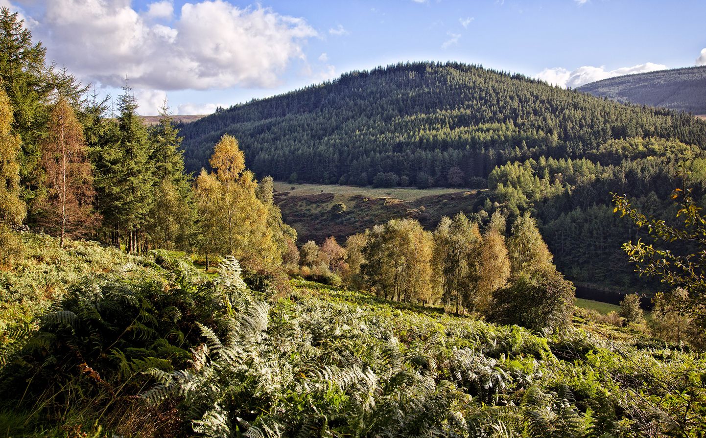 Šotimaa mets. Pilt on illustreeriv
