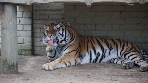 Фото и видео: тигр из Таллиннского зоопарка переезжает в Чехию