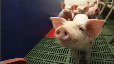 Seakasvatus on sügavas kahjumis, farme ähvardab sulgemine