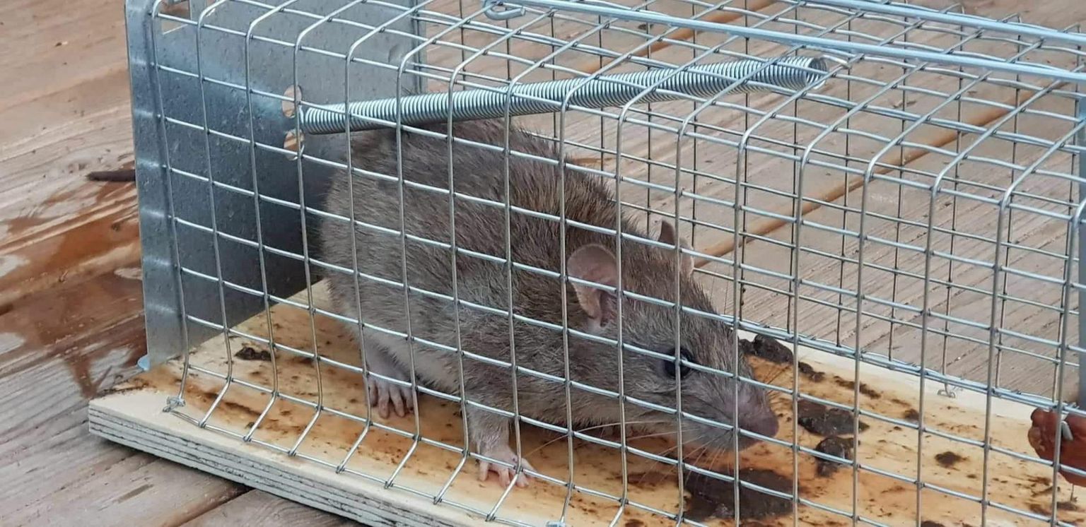 Kinni nabitud rott viidi kodust kaugele ja lasti vabadusse.