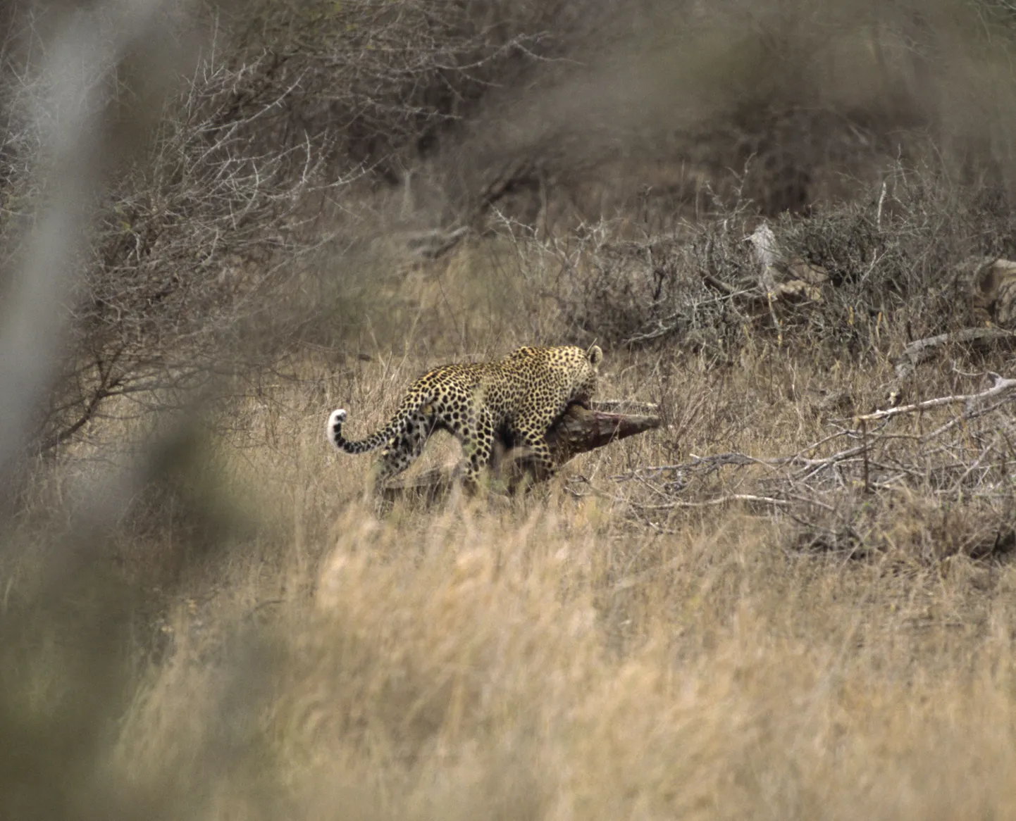 Leopard oma saaki, krokodilli põõsastesse lohistamas