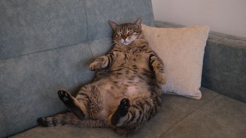 UURING KINNITAB ⟩ Ülekaalus kassid aitavad inimestel liigseid kilosid kaotada
