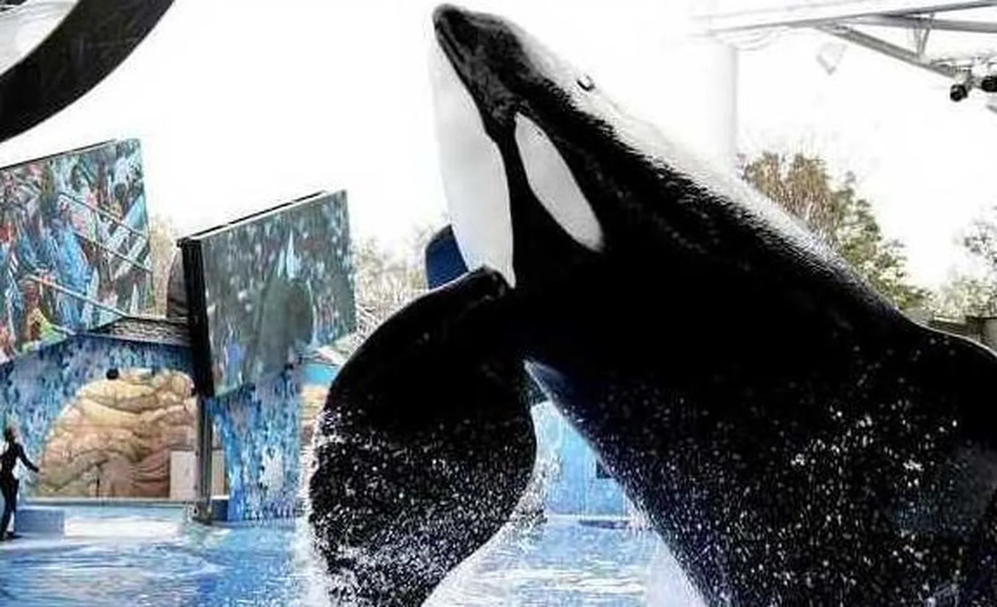 Mõõkvaal Tilikum