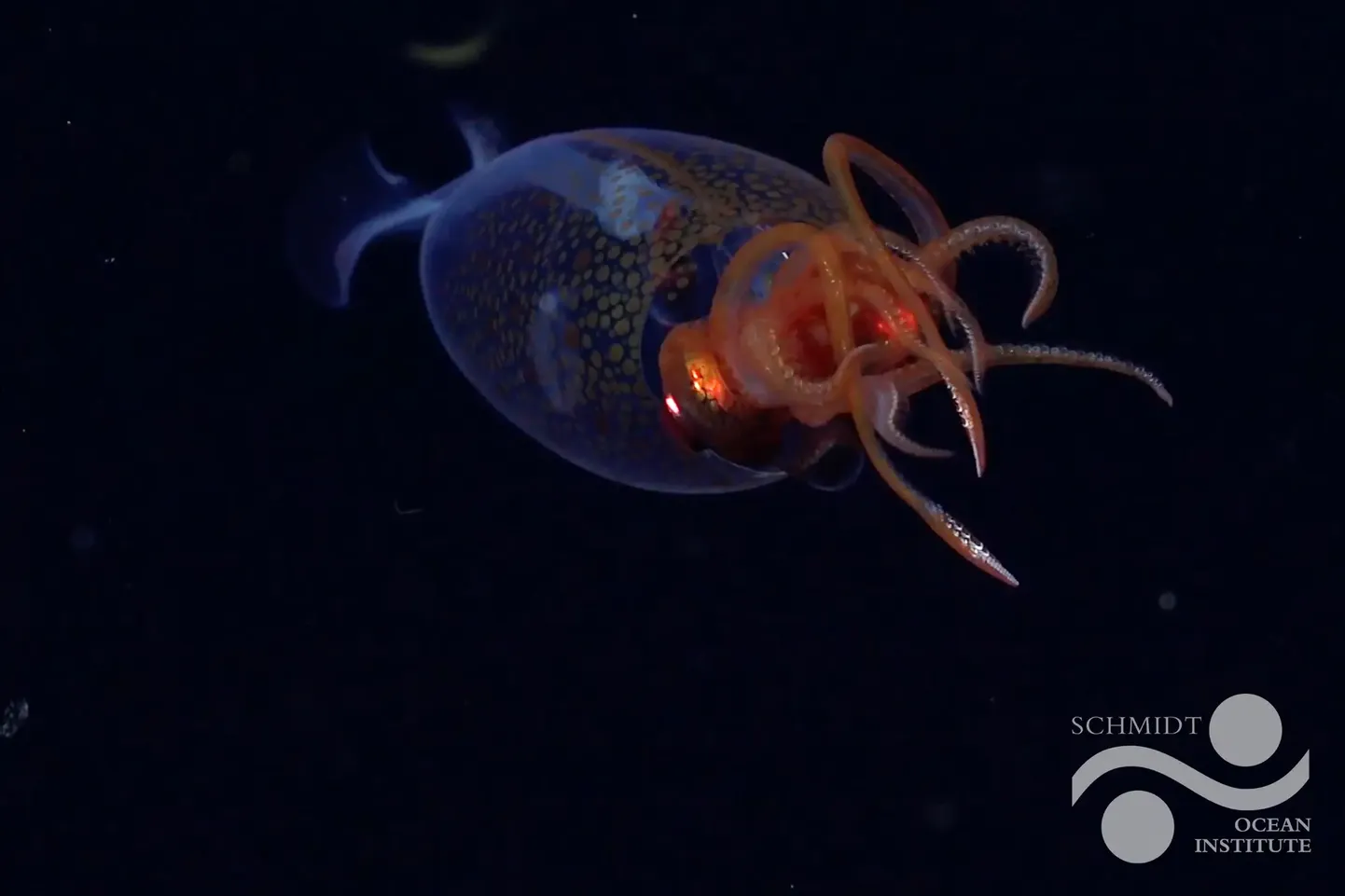 Kolossaalkalmaar (Mesonychoteuthis hamiltoni).