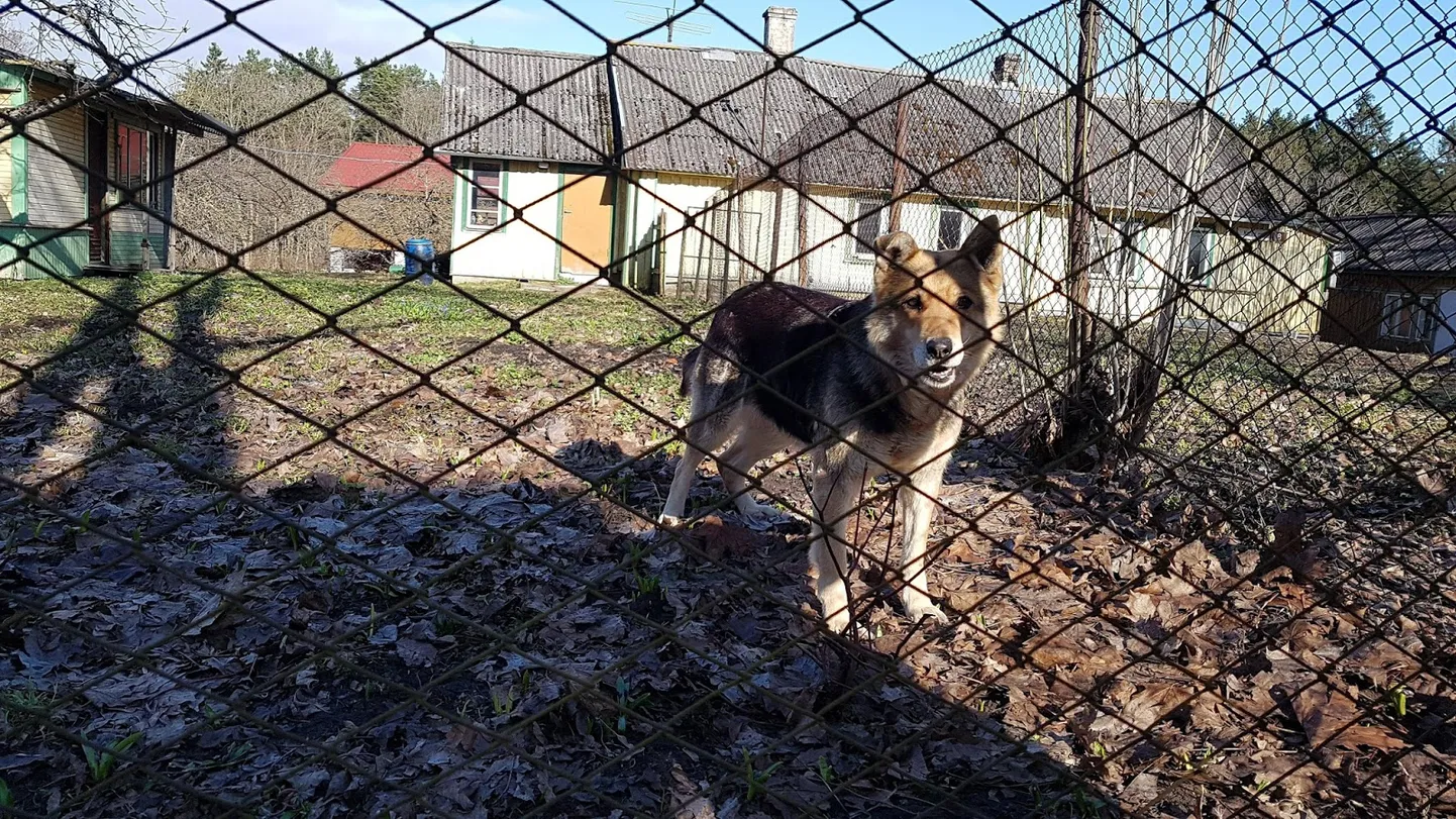 Artikli foto