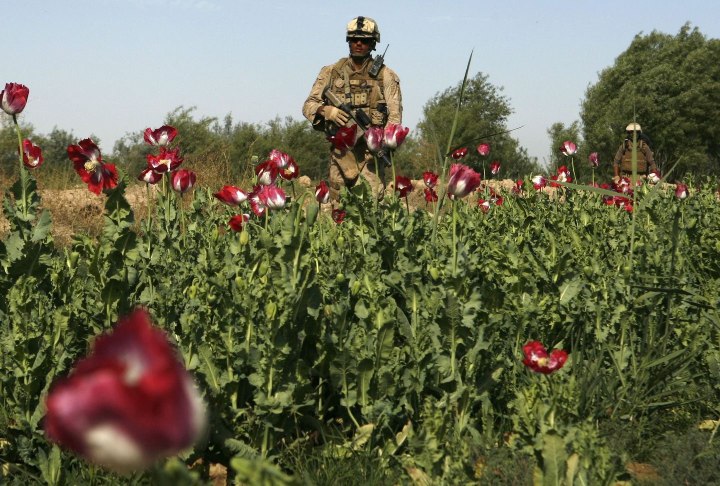 USA merejalaväelane õitsval moonipõllul Afganistanis Helmandi provintsis Marjahi rajoonis.