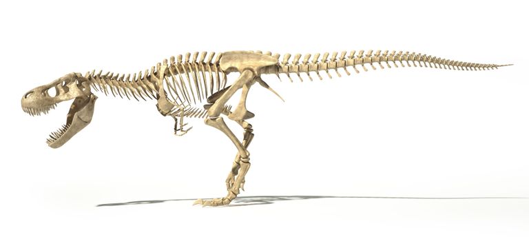 Türannosauruse skeletikonstruktsioon