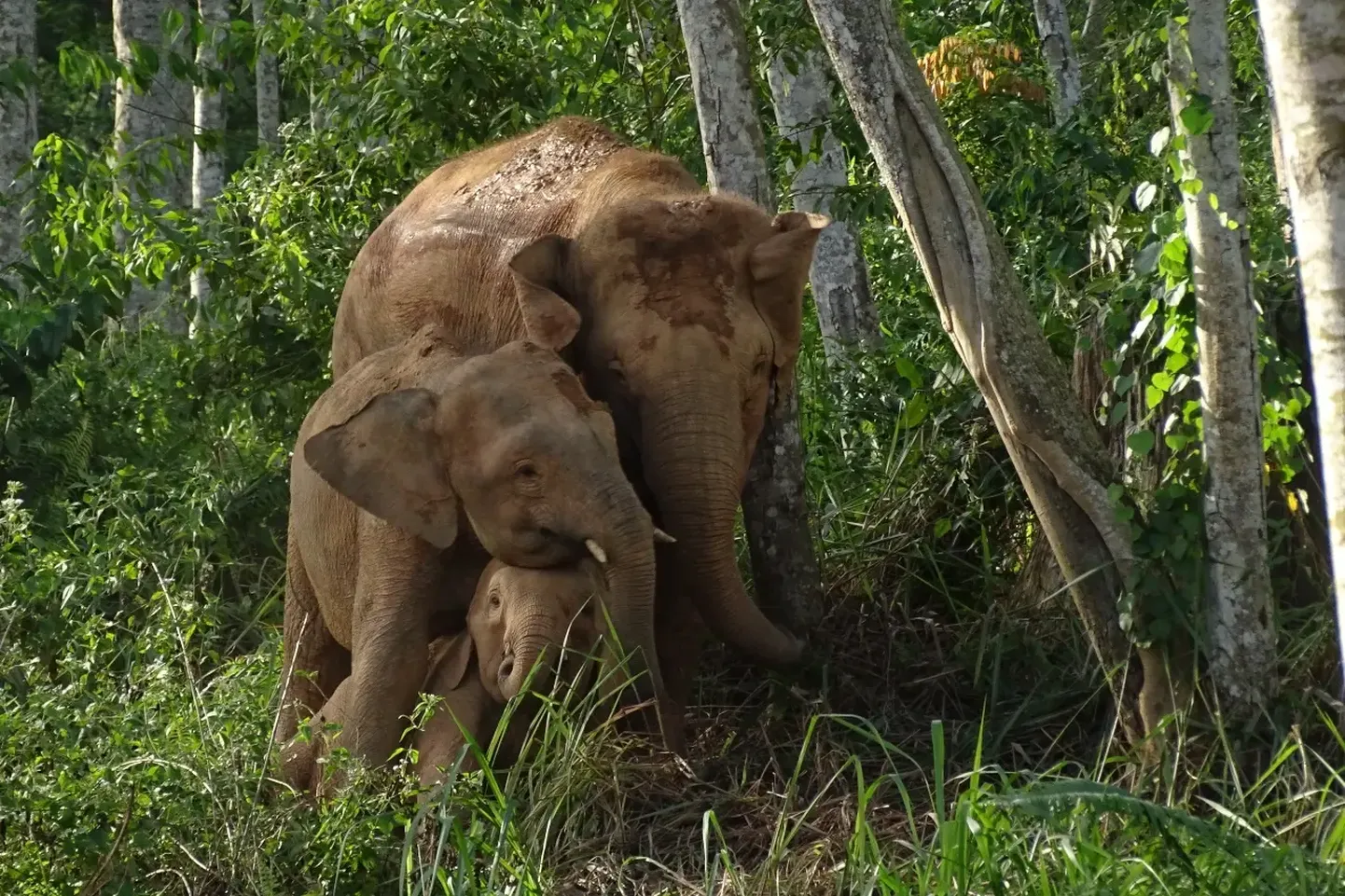 Borneo elevant on metsade hävitamise tõttu kaotanud suure osa oma elupaigast ja on seetõttu lisatud väljasuremisohus olevate liikide nimekirja.