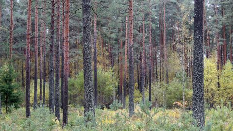 Ministeerium teeb ettepaneku kaaluda metsanduse praeguse arengukava pikendamist