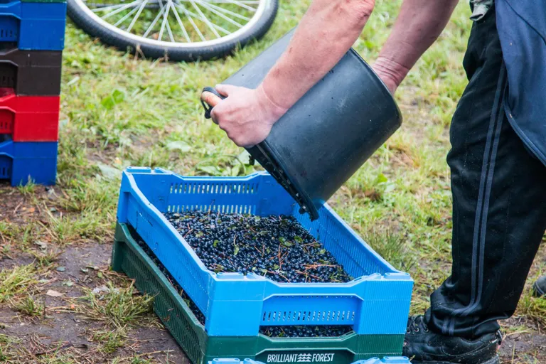 Maksu- ja tolliameti töötajad kontrollisid Pärnumaa mustikakorjajaid. Foto on illustreeriv.