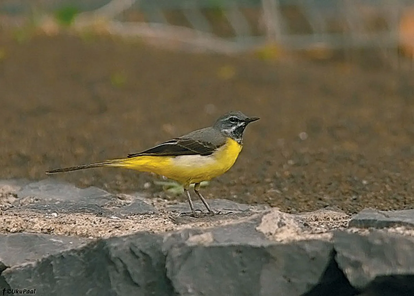 Jõgivästrik (Motacilla cinerea)