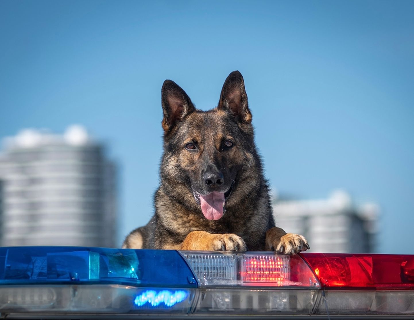 Полицейская собака, снимок иллюстративный.