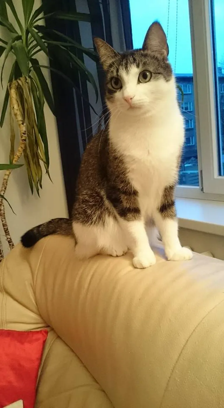 Musi. Foto: