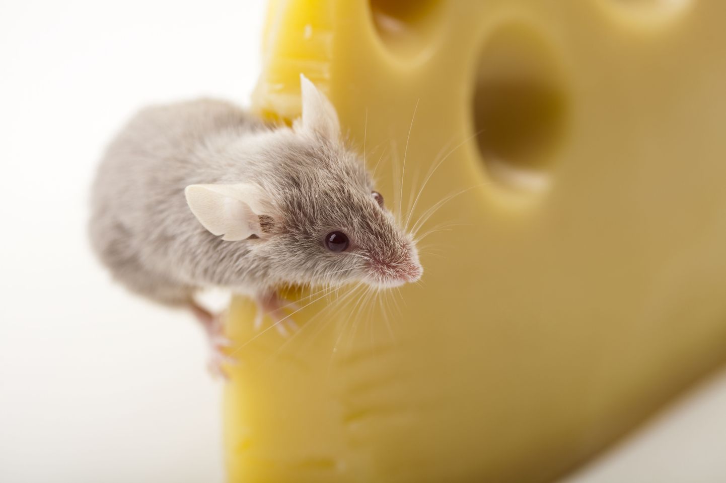 USAs tehtud uuringus kaotasid rasvast toitu söönud hiired kaalu, kui nad ei tundnud toidu lõhna.