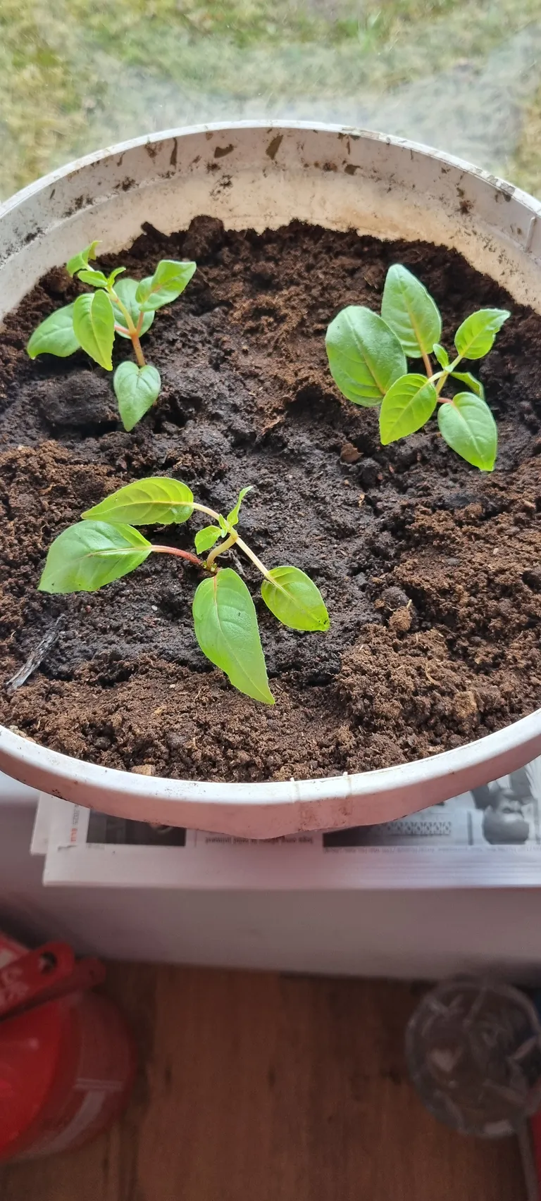 Lilled sai amplitesse 4. aprillil ja ootavad nüüd suve.