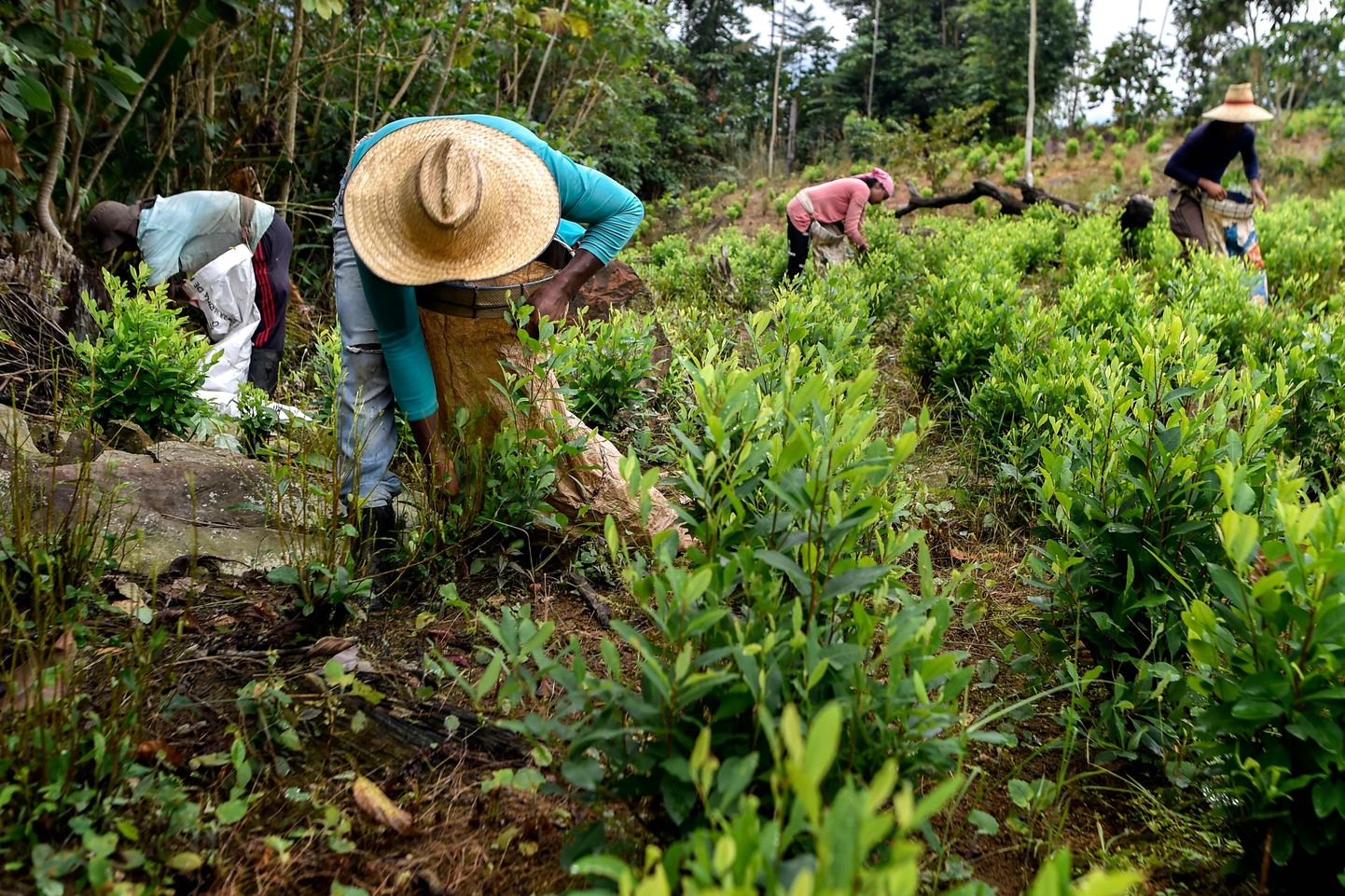 Venezuela migrandid Columbia kokapõllul töötamas.