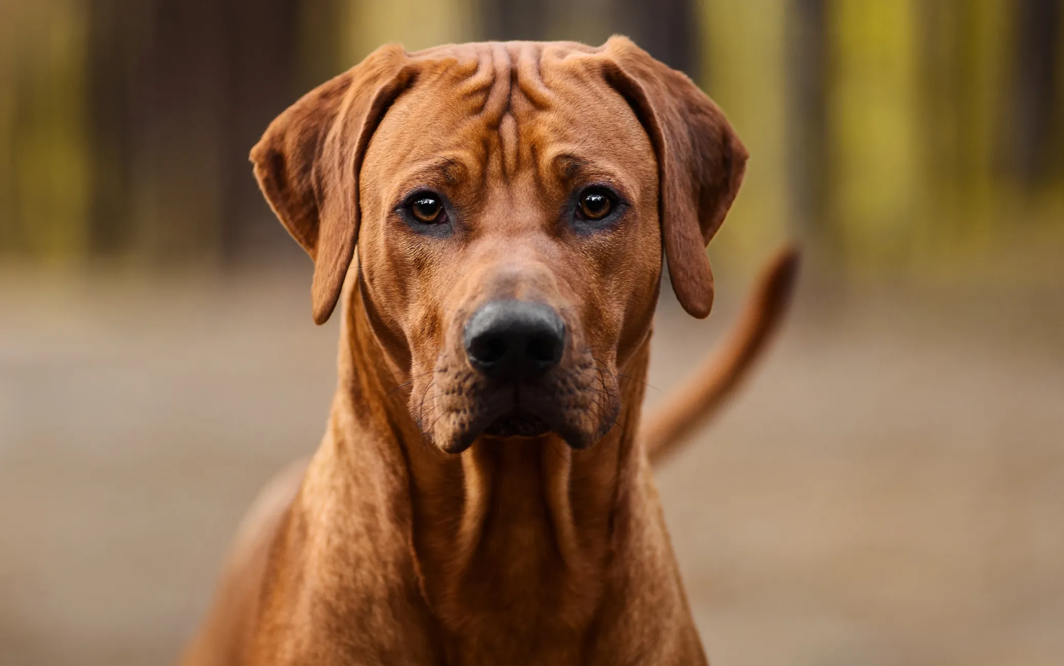 Rodeesia ridgeback
