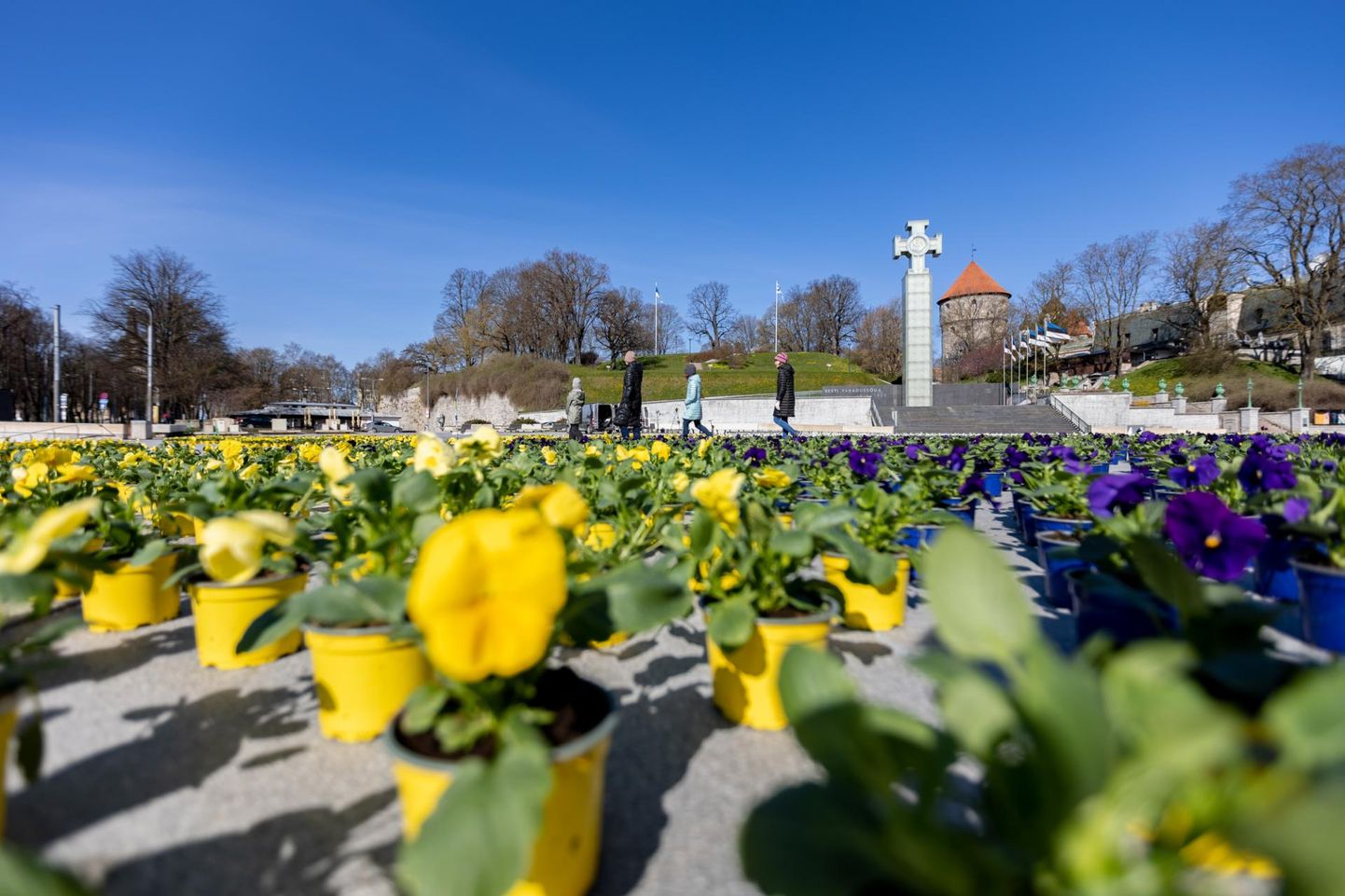 В прошлом году на площади Вабадузе ко Дню Европы высадили полотно из цветов