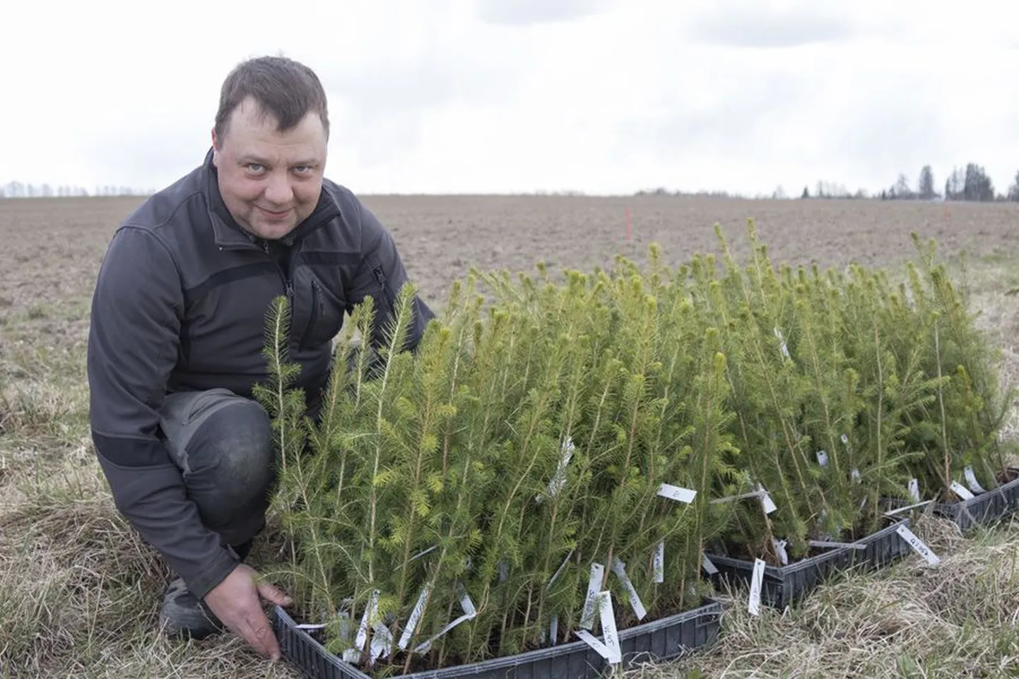 Eesti maaülikooli teadur Tiit Maaten ja kuusetaimed, mis pildil näha olevale põllule istutatakse.
